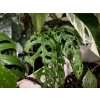 Monstera obliqua peru 2 1024x768