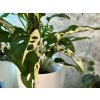 Monstera adasonii albo 2 1024x768