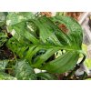 Monstera esqueleto 2 1024x768