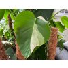 Monstera albo variegata 1 1024x768