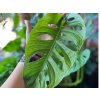 Monstera monkey leaf 1024x768
