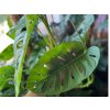 Monstera monkey leaf 2 1024x768