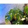 Monstera minima 1024x768