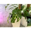 Monstera minima var 3 1024x768
