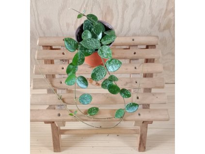 hoya mathilde splash