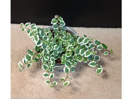 ficus pumila belle sunny