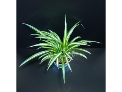 Chlorophytum Cosmosum  Průměr květináče 12 cm.