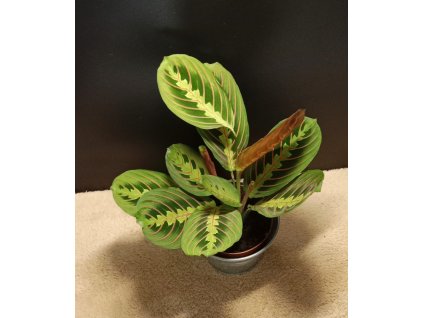 Maranta leuconeura Fascinator