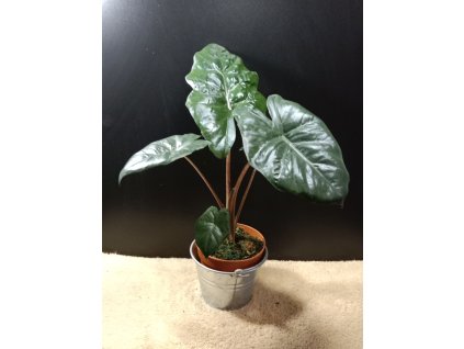 alocasia yucatan princess
