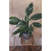 Spathiphyllum Diamond variegata  Květináč 14 cm.