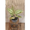 Aglaonema Chartreuse pretty  Květináč 12 cm.