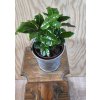 Coffea arabica  Průměr květináče 12 cm.