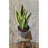 Sansevieria trifasciata Laurentii  Květináč 14 cm.