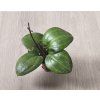 Hoya Sarawak cream  Květináč 6 cm