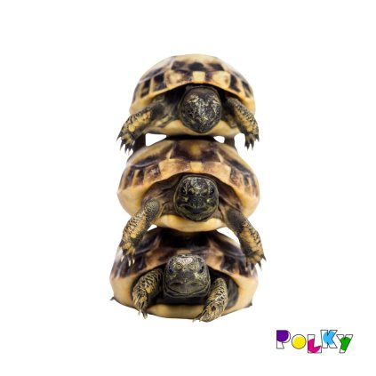 fotka tří želv na sobě L 22x28 web