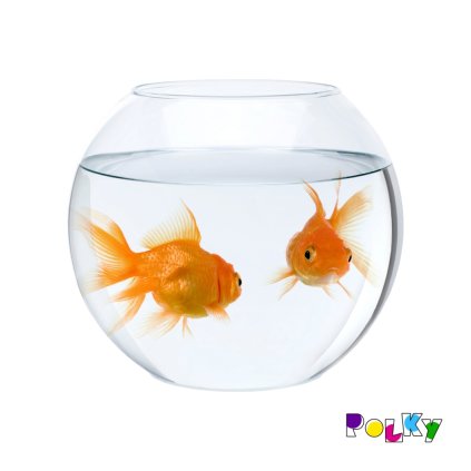 kulaté akvarium se zlatými rybkami web