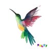 akvarelový kolibřík web