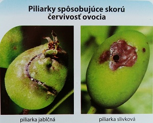 piliarka