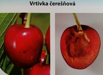 vrtivka