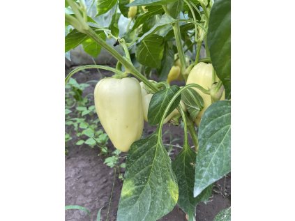 Paprika Amy skorá