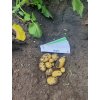 Zemiaky "mini hľúzy" Agria morené 1kg