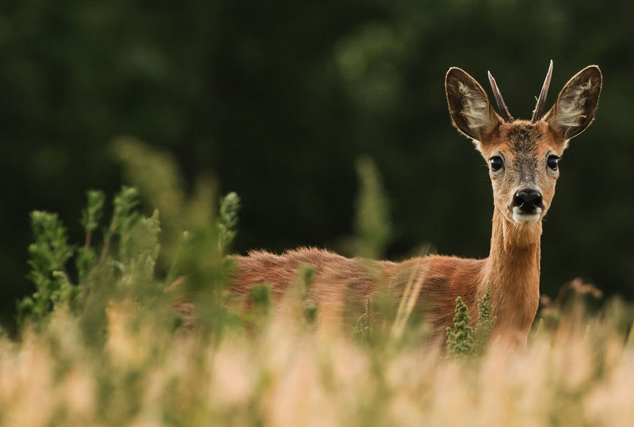 binokulare hikmicro habrok