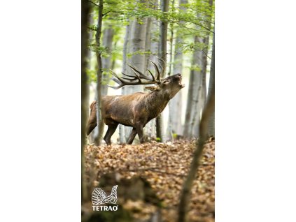 1949 ibo UTERAKY tetrao MALE 30x50cm 06 2020 4