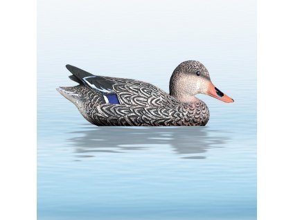 balaban divoka sliepka mallard hen