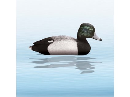 balaban chocholacka vrkocata sliepka