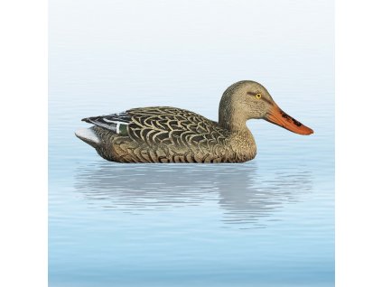 balaban kacica lyziciarka sliepka