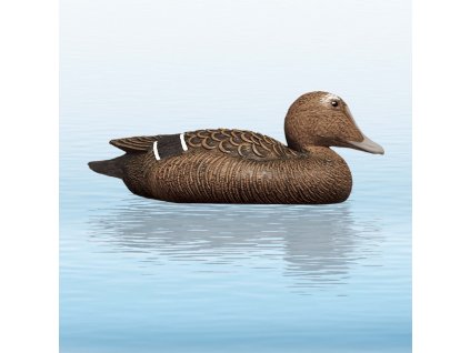 balaban kajka morska sliepka