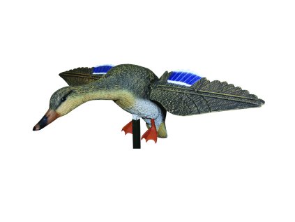 balaban kacica diva sliepka trepotajuca dialkove ovl