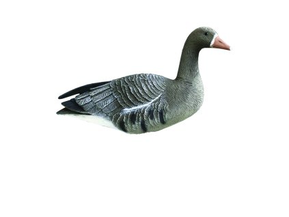 balaban hus bielocela 1 1