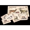 Vzdelávacie tripexeso TETRAO - lesné rodinky, 24 dielikov