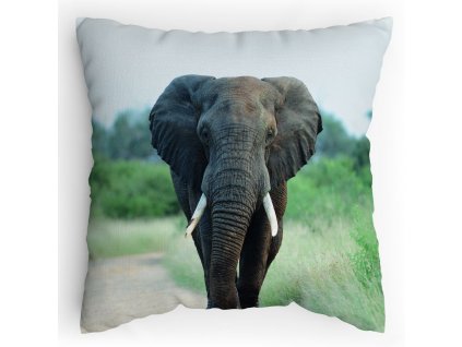00900100002 Slon africký