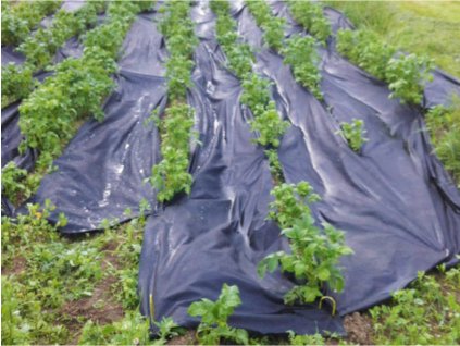 Zahradní textilie GuttaAgro (Rozměr 1,6 x 50 m, Barva černá, Varianta GuttaAgro (80))