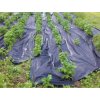 Zahradní textilie GuttaAgro (Rozměr 1,6 x 50 m, Barva černá, Varianta GuttaAgro (80))