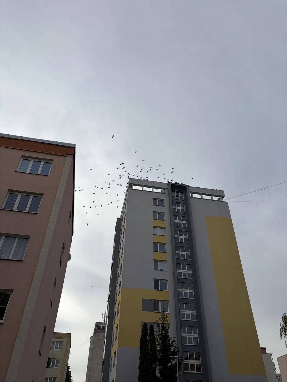 Kŕdeľ vtákov pri strešnej časti sivožltého bytového domu v Martine, október 2026