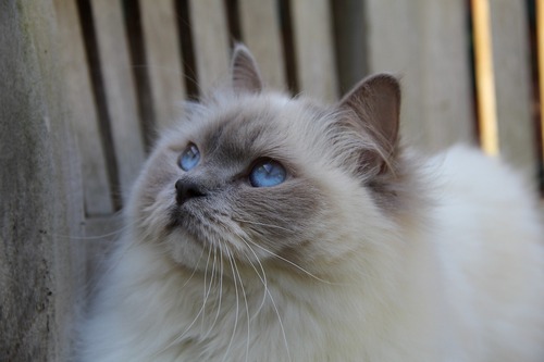 Portrét plemene - Ragdoll