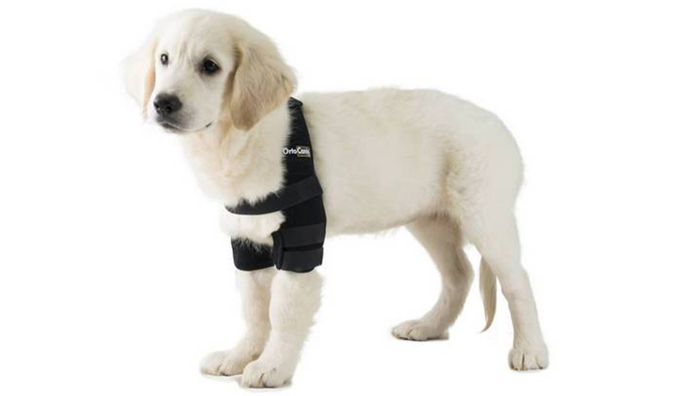 Ortézy pro psy. Co to je a jak vlastně fungují?