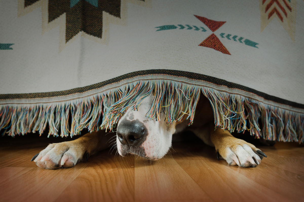 Bojí se váš pes bouřek a ohňostrojů?