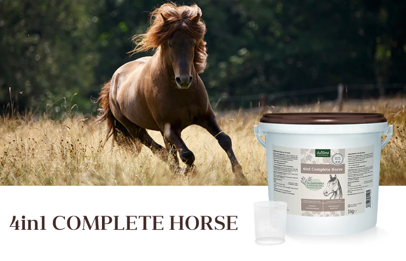 Jak posílit imunitní systém koně.