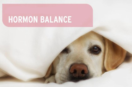 Falešná březost u fen