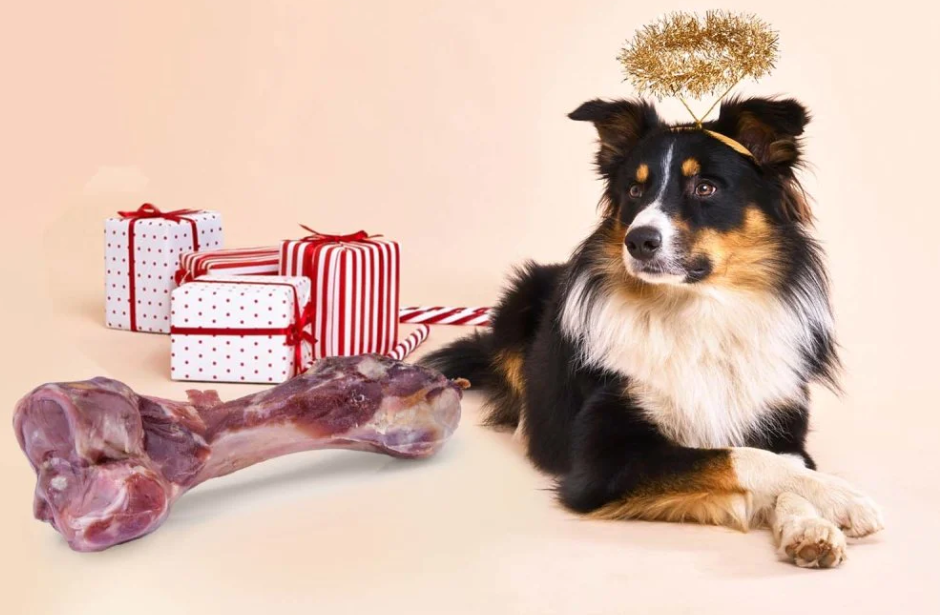 Vánoční dárky pro psy a kočky - zvířecí dárek