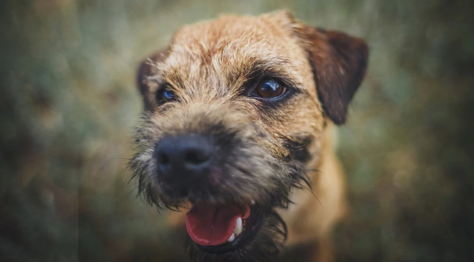 Portrét plemene - Border teriér