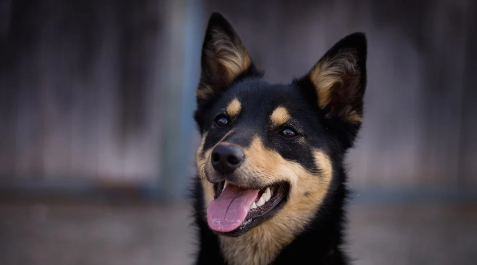 Portrét plemene - australská Kelpie
