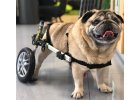 Psí invalidní vozíky