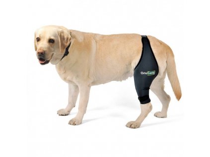 dog knee brace (2)