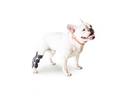 hock splint dogs (2)