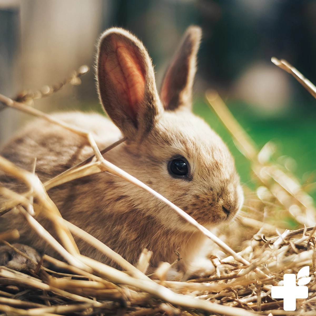 REAVET Přírodní krmivo pro hlodavce (10 l)